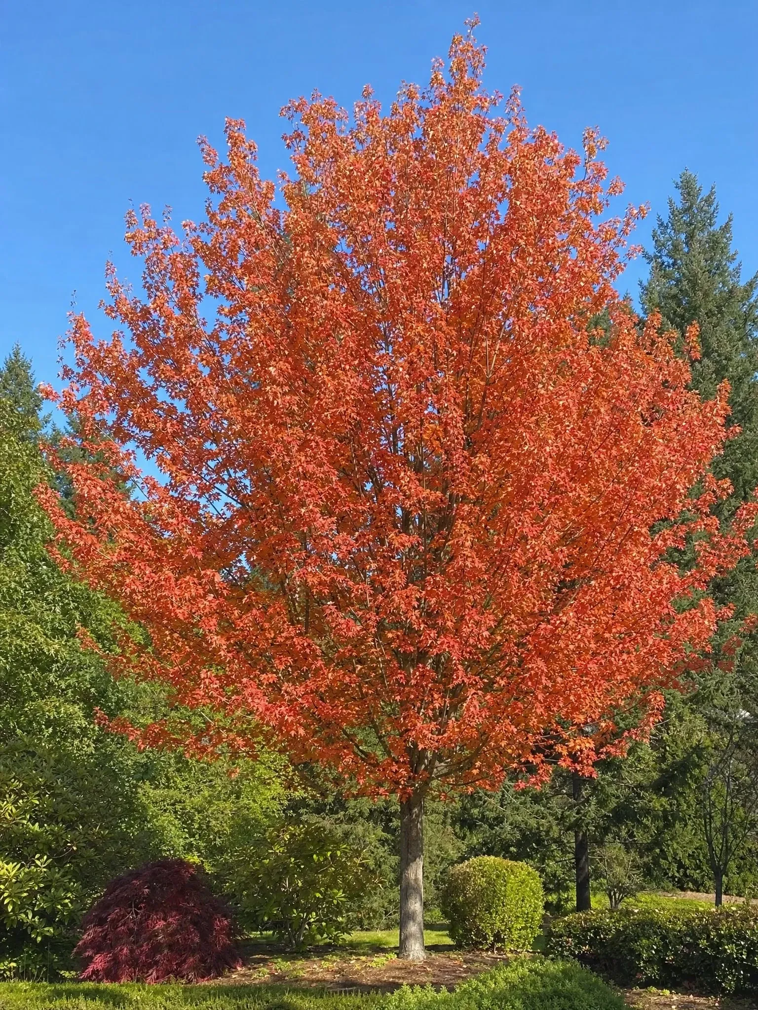 Acer buergerianum, arce tridente, con follaje otoñal (imagen de referencia)