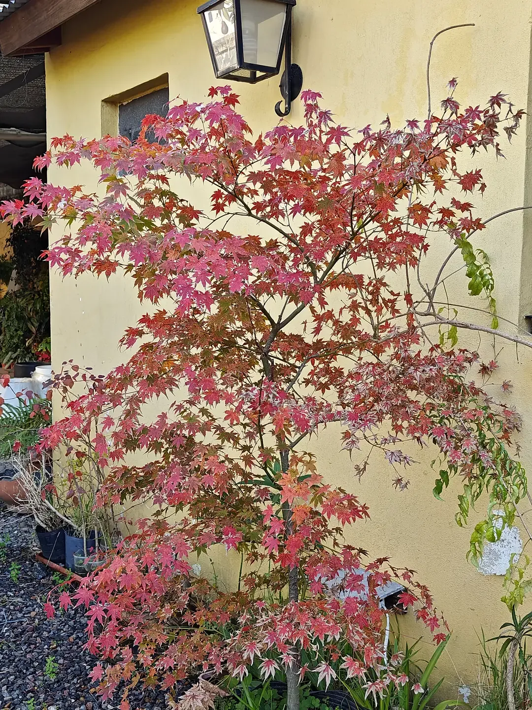 El mismo Acer palmatum con follaje rojo en otoño, en Tu Vivero