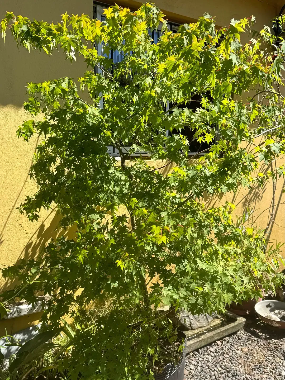 Acer palmatum con follaje verde en verano, en Tu Vivero