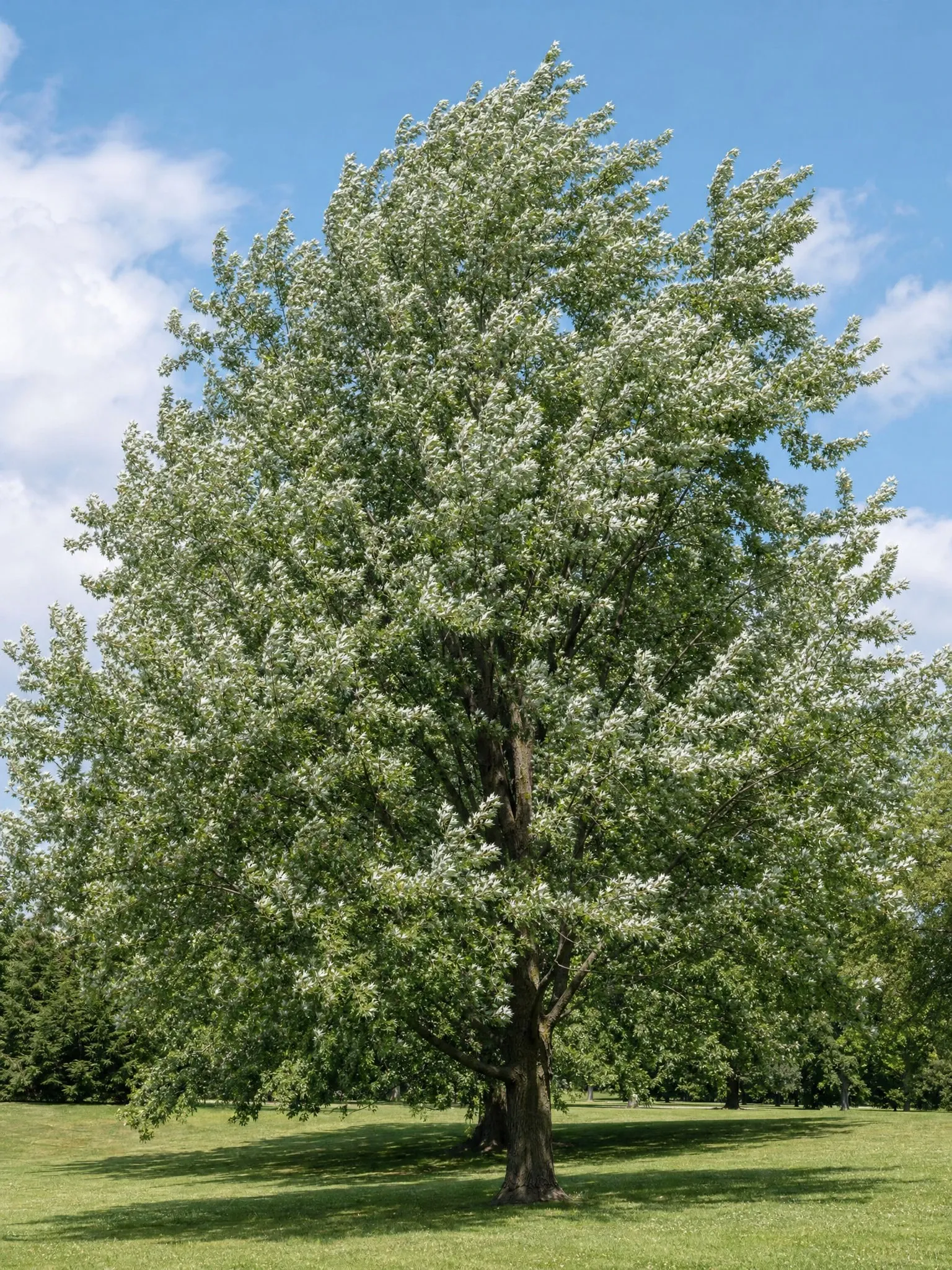 Acer saccharinum, arce plateado, de gran porte (imagen de referencia)