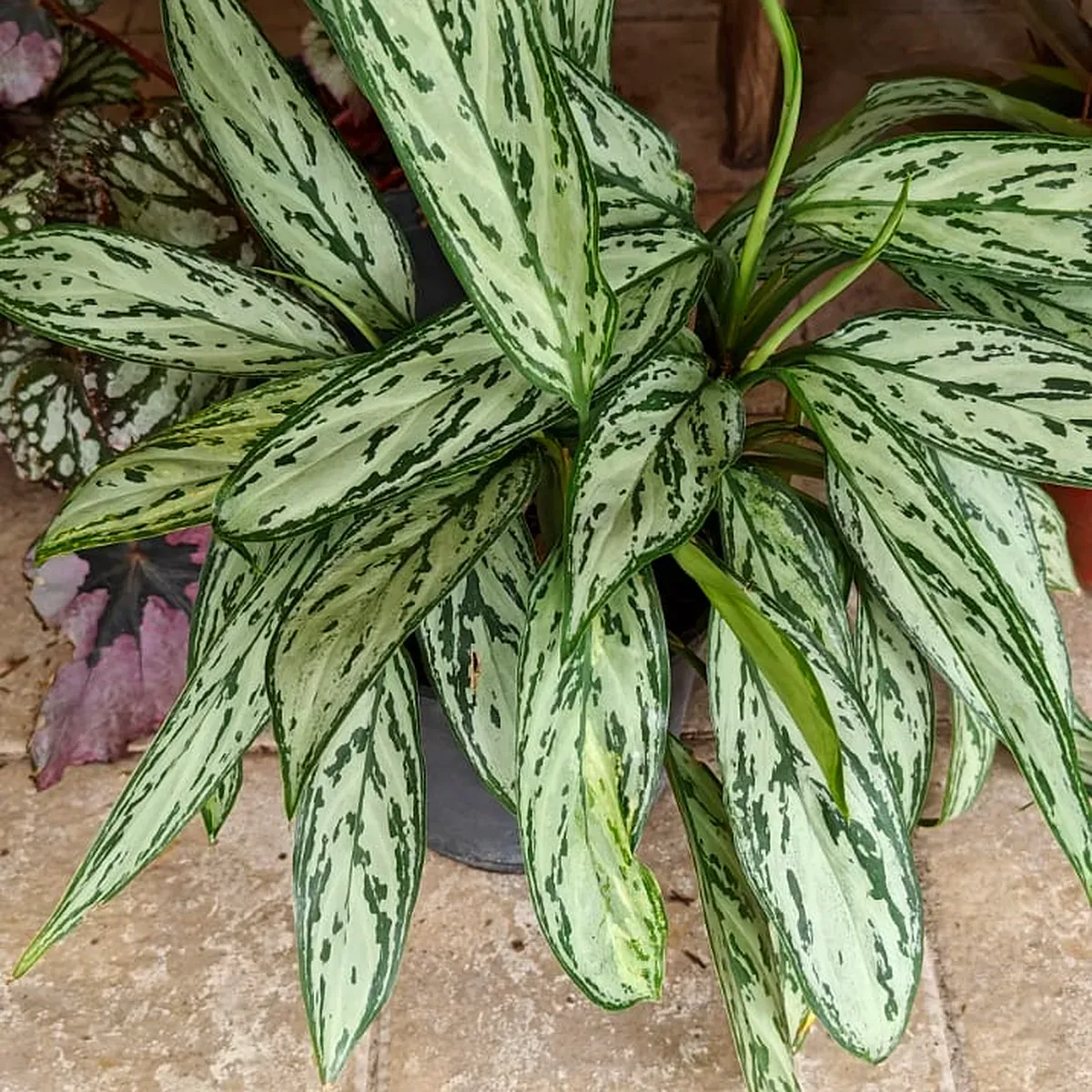 Aglaonema Silver Queen de follaje plateado, ejemplar de Tu Vivero