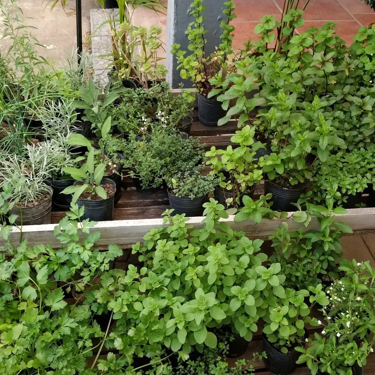 Plantines de aromáticas y huerta —menta, salvia, tomillo y más— en Tu Vivero