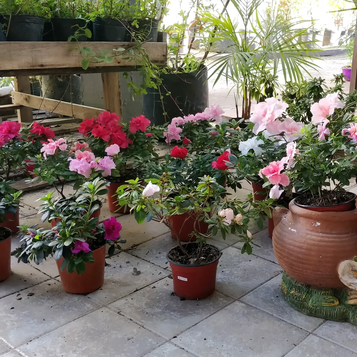Azaleas en flor en macetas, en tonos rosa, fucsia y blanco, en Tu Vivero