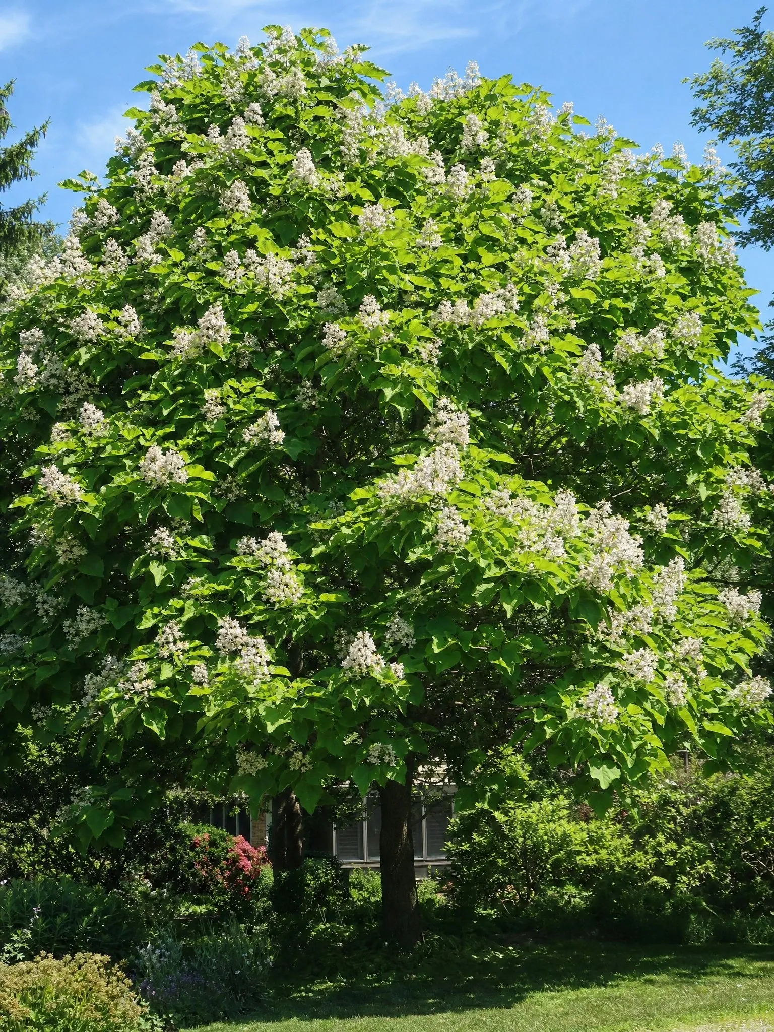 Catalpa con hojas grandes y flores blancas (imagen de referencia)