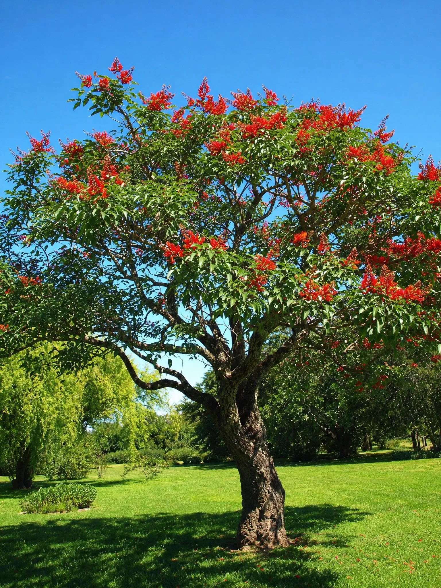 Ceibo en flor, la flor nacional argentina, de color rojo (imagen de referencia)