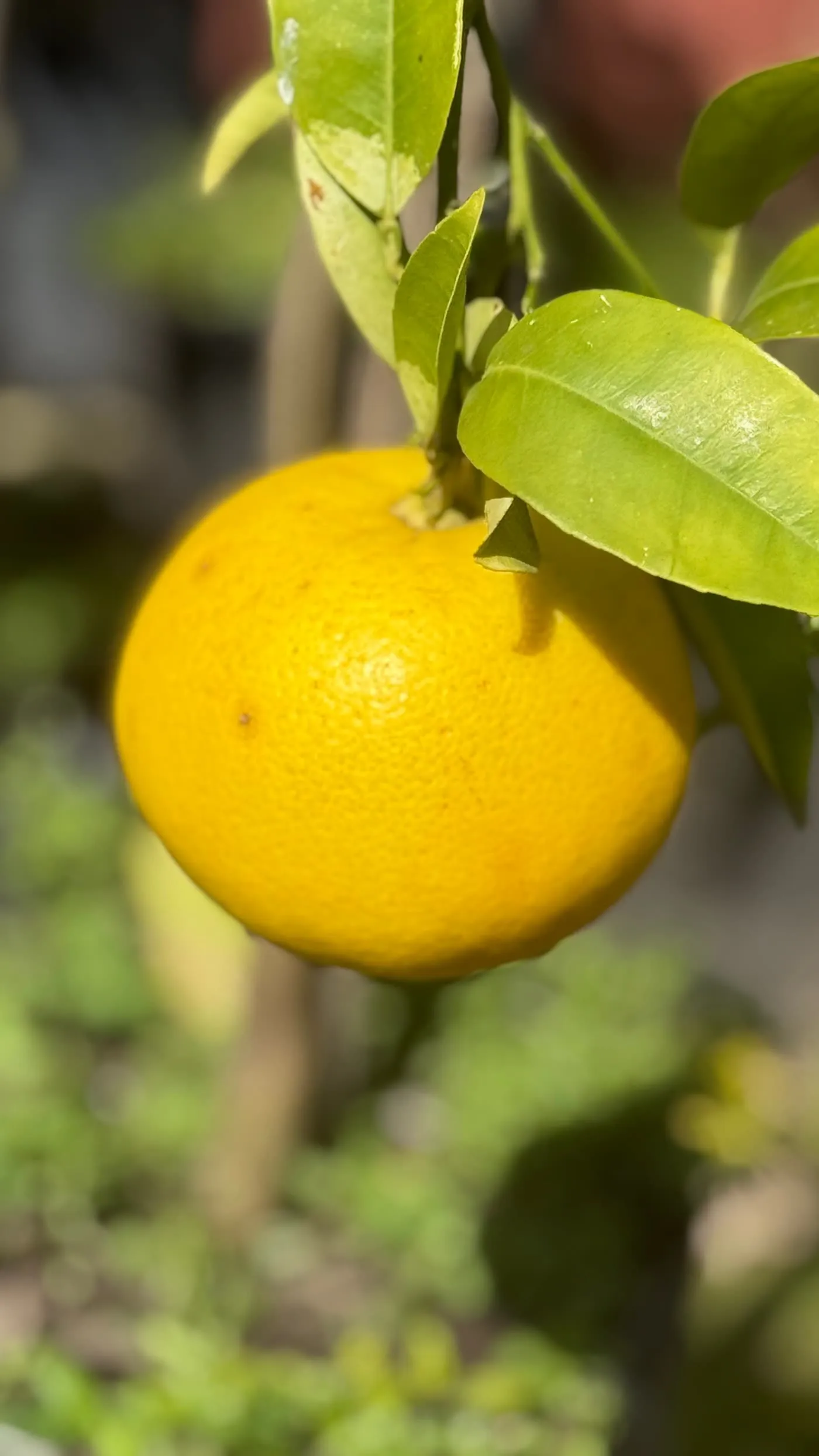 Cítrico amarillo madurando en la planta, con las hojas al sol, en Tu Vivero (alta)