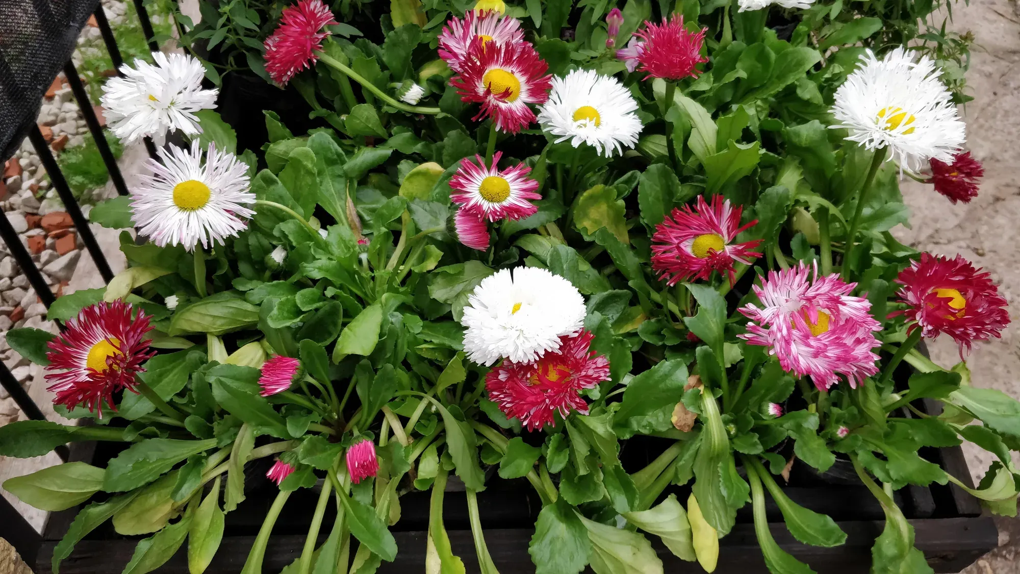 Coquetas (bellis) blancas y fucsias en flor, en Tu Vivero