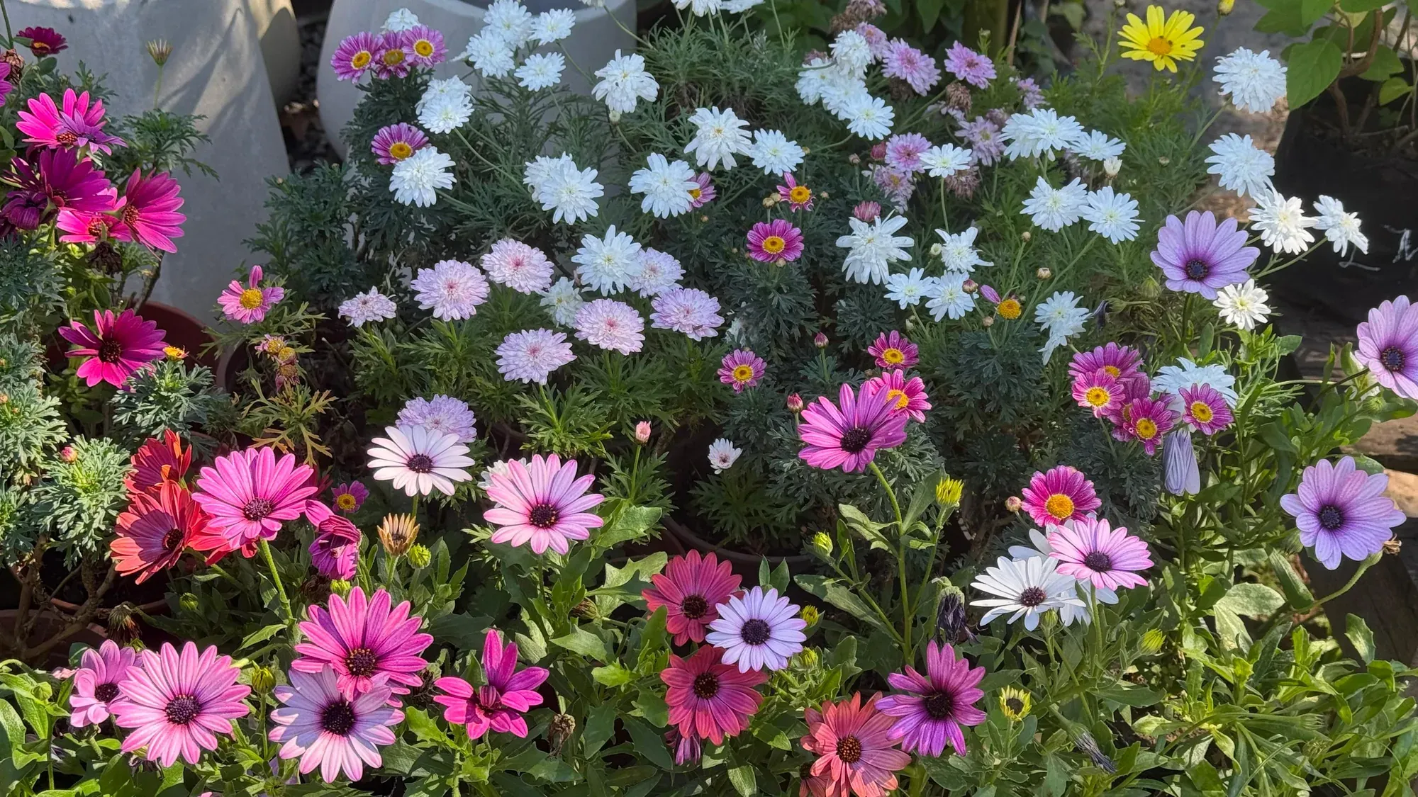 Dimorfotecas y margaritas de colores en flor, en Tu Vivero