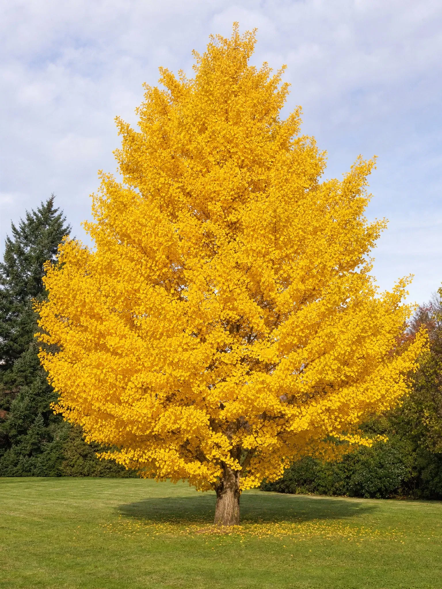 Ginkgo biloba con follaje dorado de otoño (imagen de referencia)
