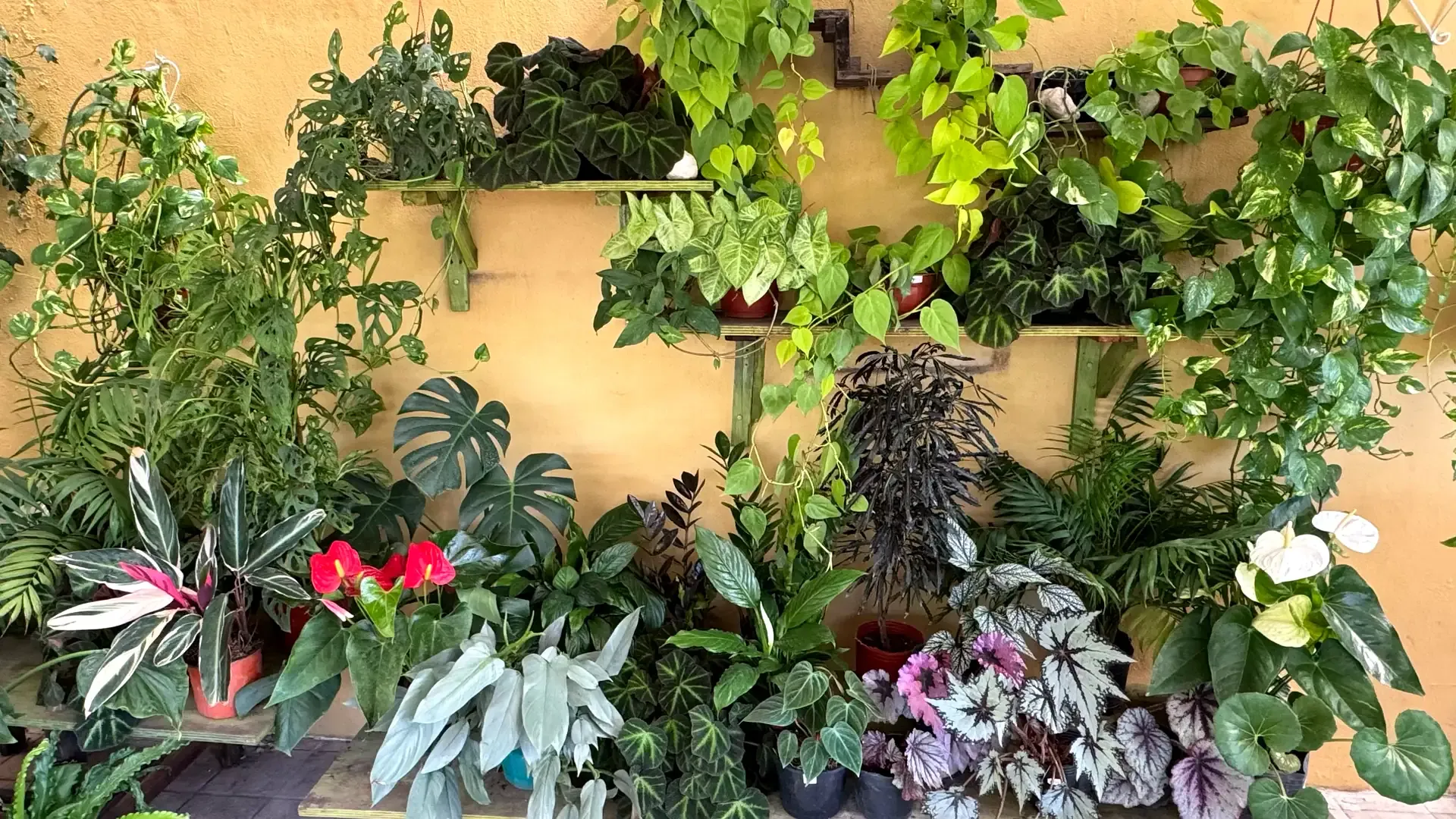 Pared de plantas de interior del vivero: potus, helechos, begonias y monstera