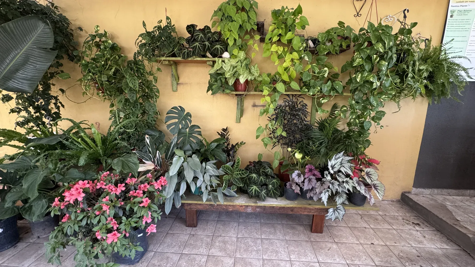 Pared de plantas de interior del vivero: potus, helechos, begonias y monstera