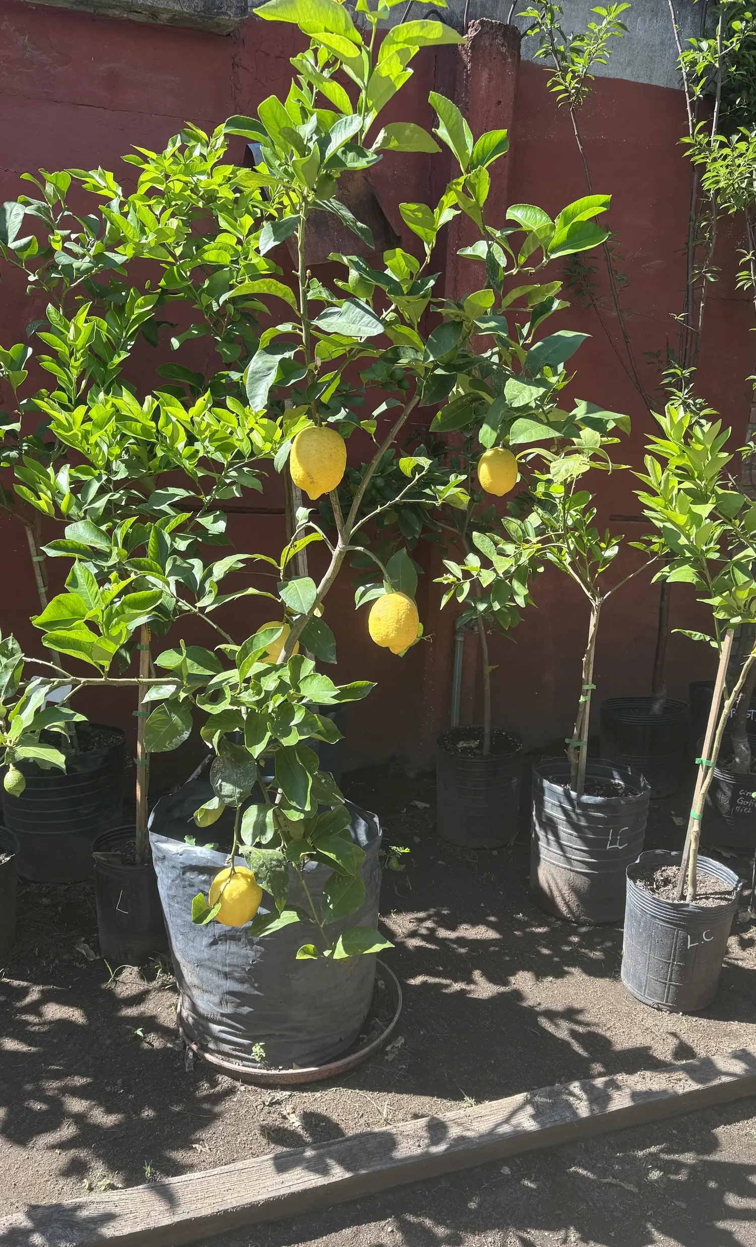 Limonero del local cargado de limones, en maceta de vivero