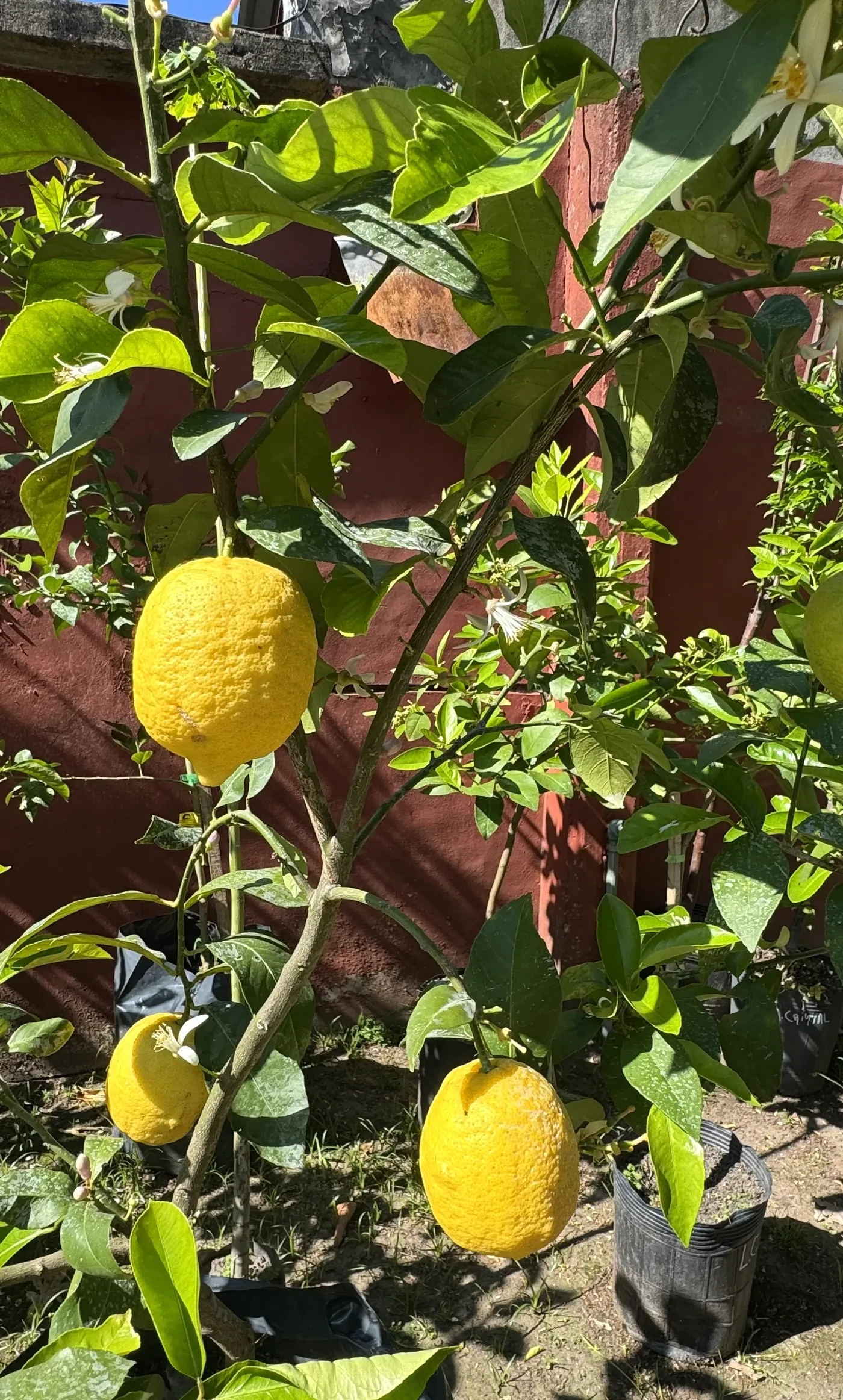 Limones maduros y azahares en un cítrico de Tu Vivero
