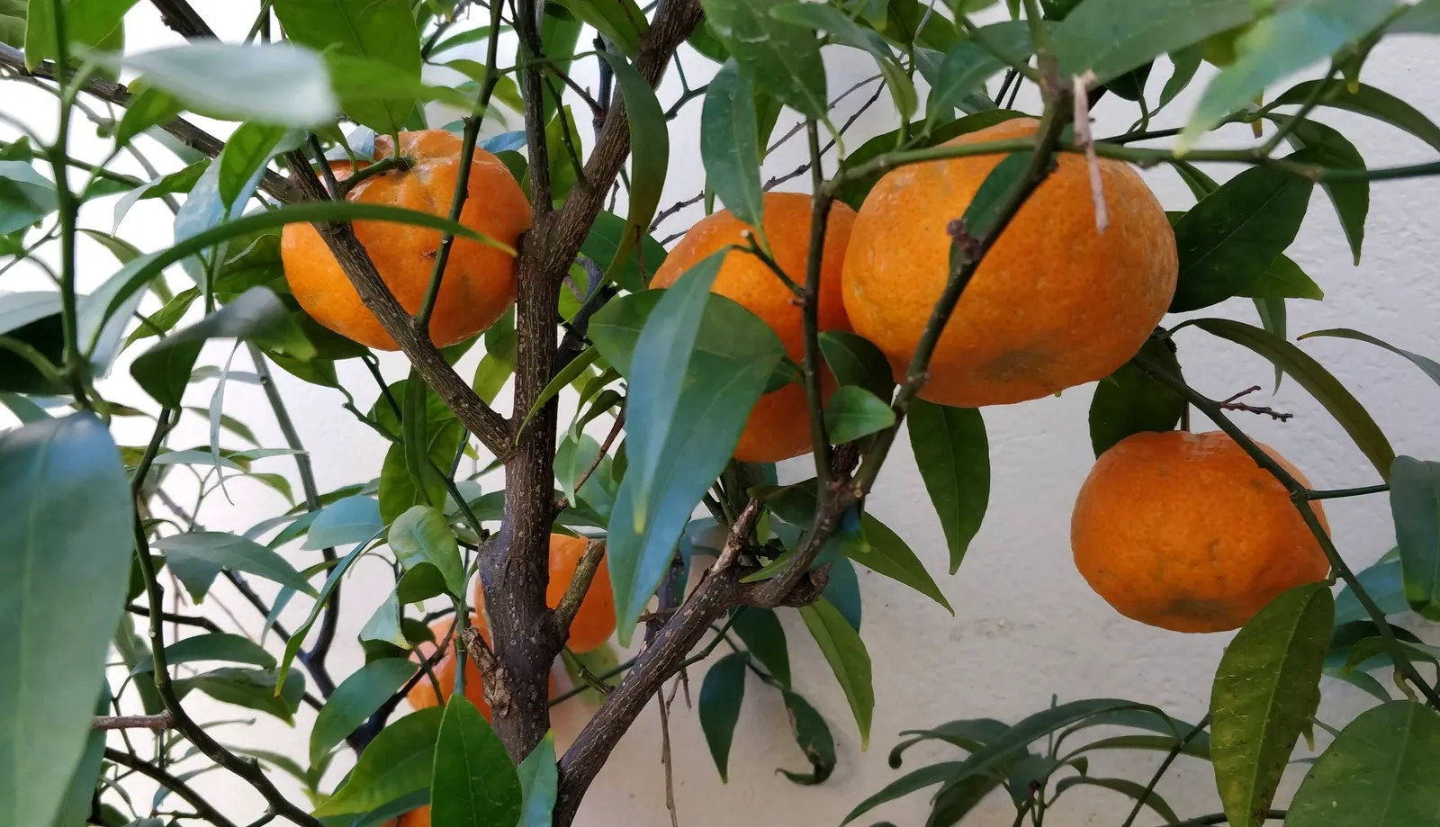 Mandarinas maduras en un mandarino de Tu Vivero