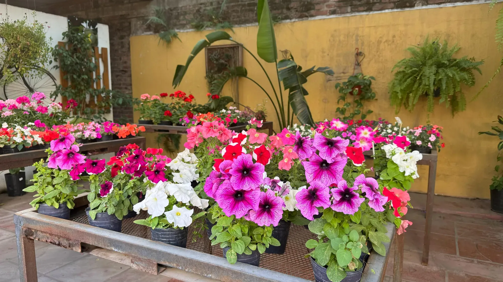 Mesada con plantines de temporada en flor en el patio de Tu Vivero