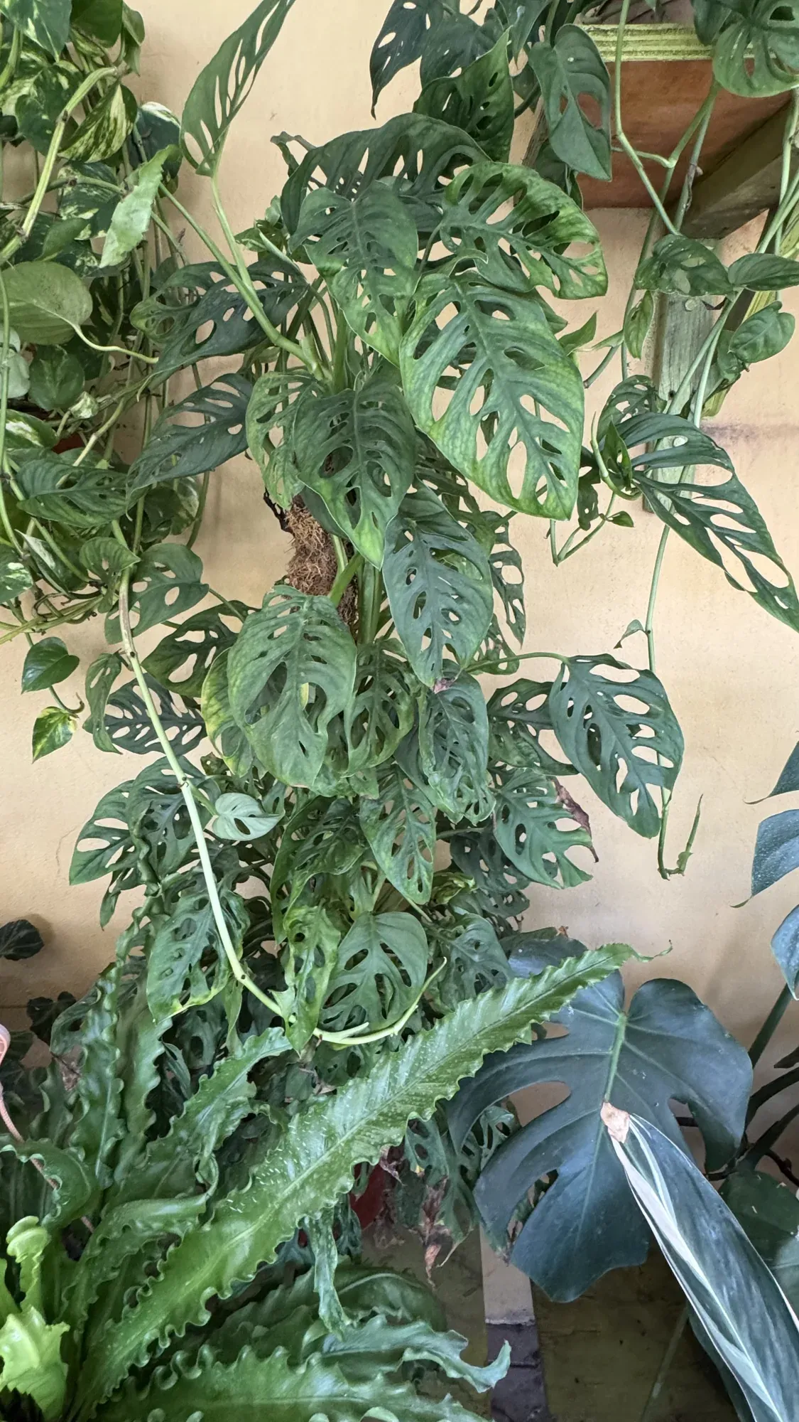 Monstera de hojas perforadas colgando en el sector de interior de Tu Vivero