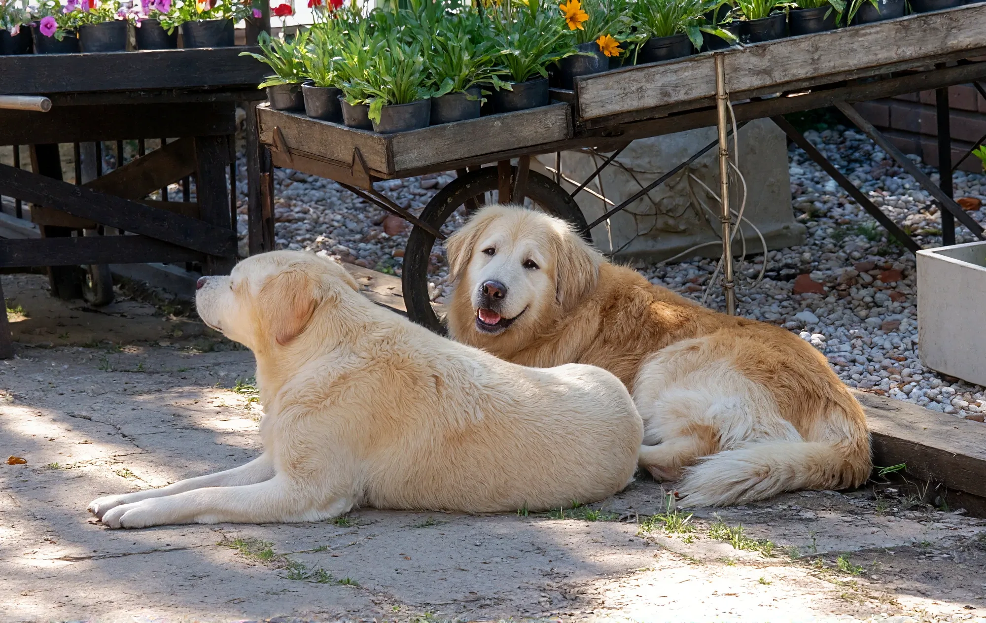 Nala e Inga, los perros de Tu Vivero, descansando entre las mesas de plantas