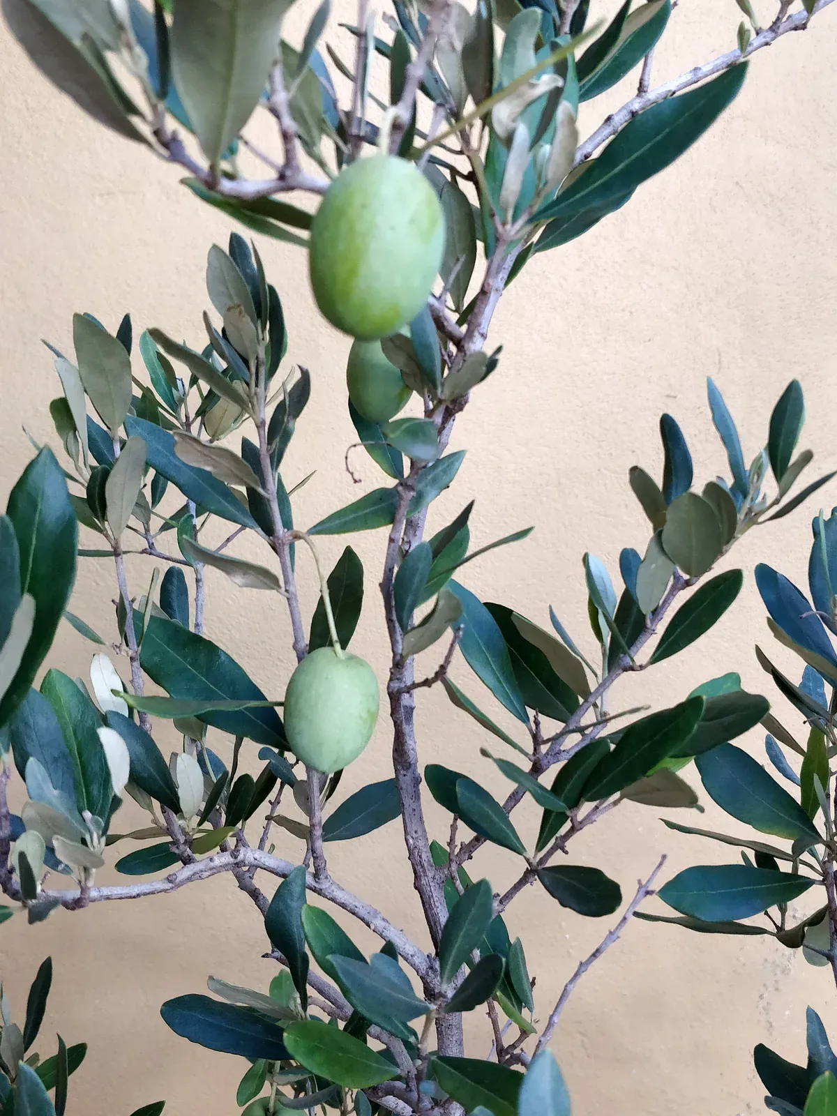 Rama de olivo con aceitunas verdes, ejemplar de Tu Vivero