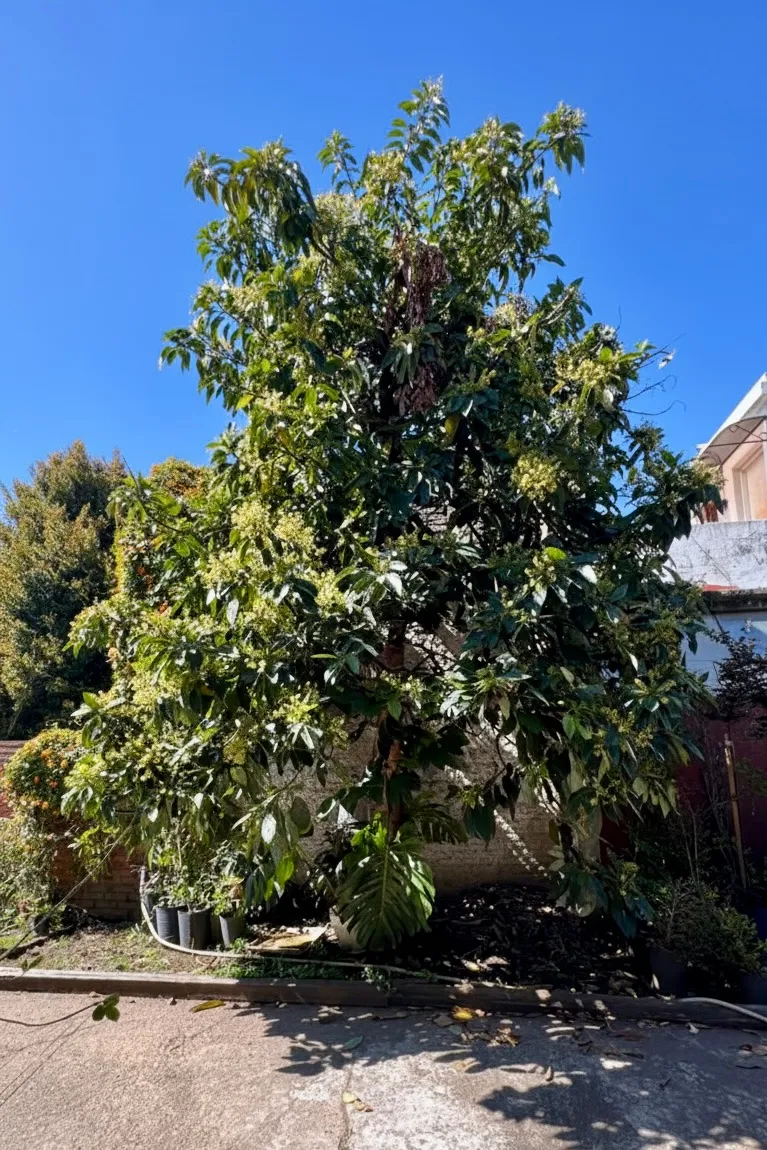 La palta Torres de Tu Vivero, hecha de semilla