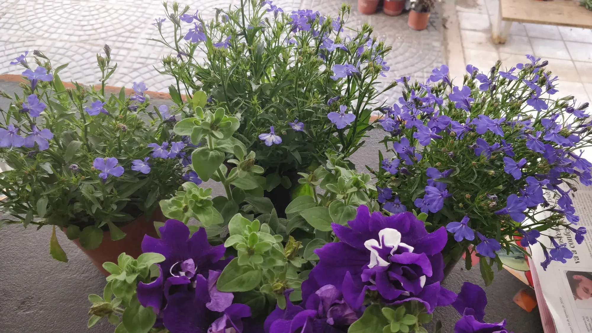 Petunias violetas y lobelias azules en flor, en Tu Vivero
