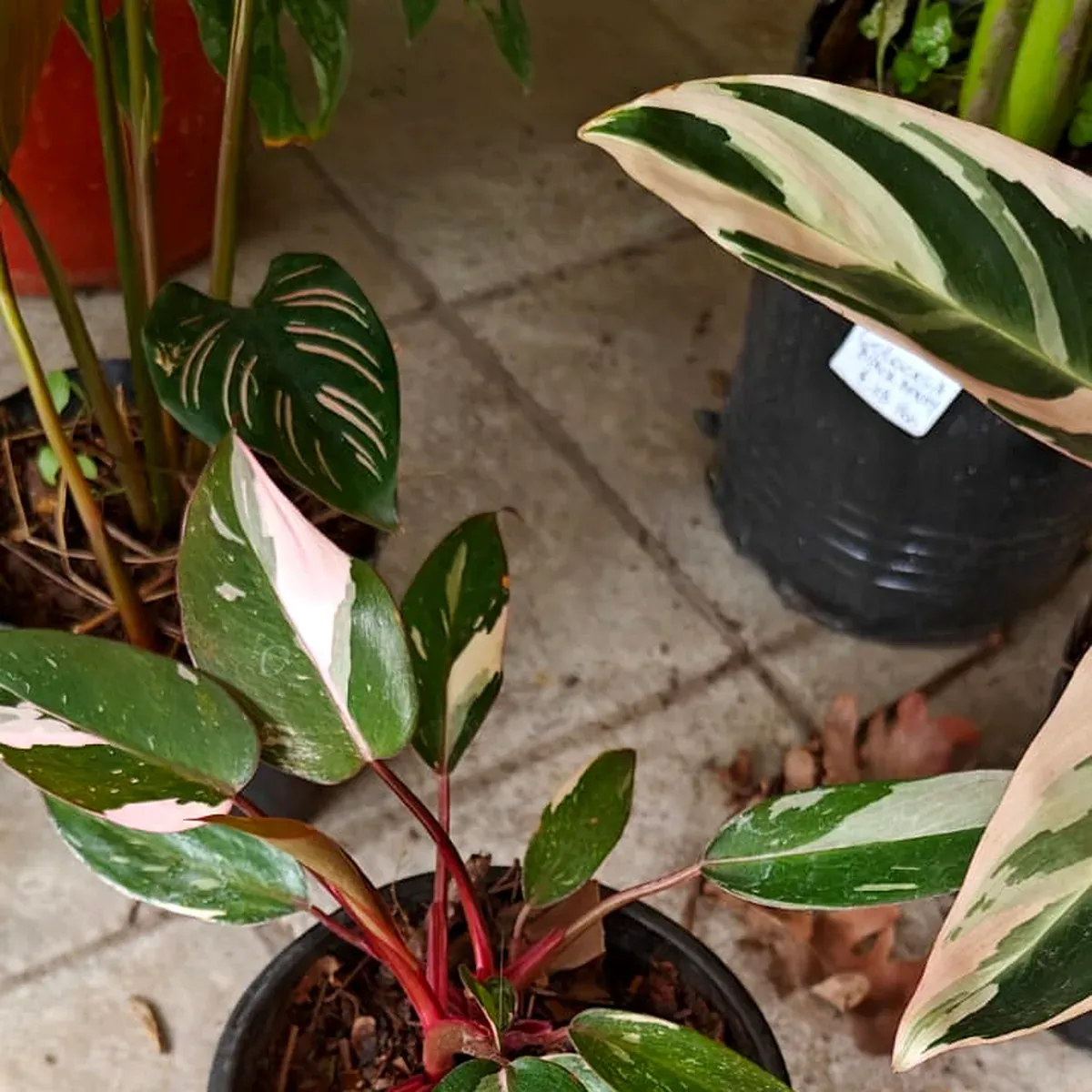 Philodendron Pink Princess de hojas variegadas en rosa y verde, ejemplar de Tu Vivero