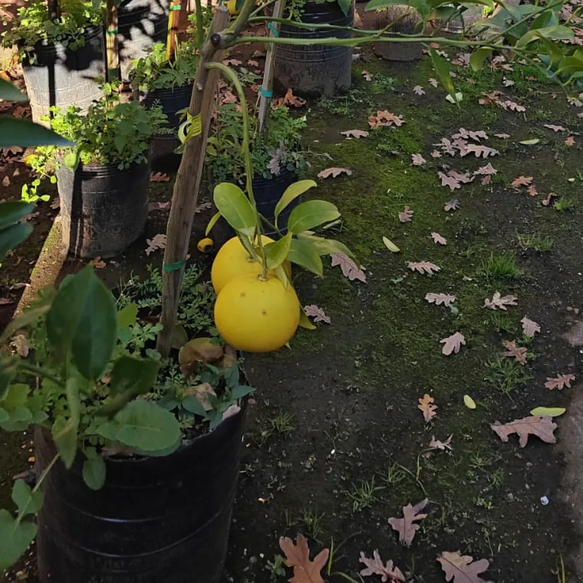 Pomelos rosados madurando en un cítrico en maceta de Tu Vivero