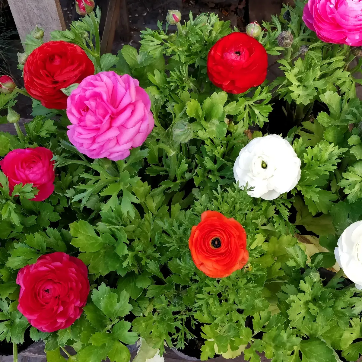 Ranúnculos de colores en flor para cantero, en Tu Vivero
