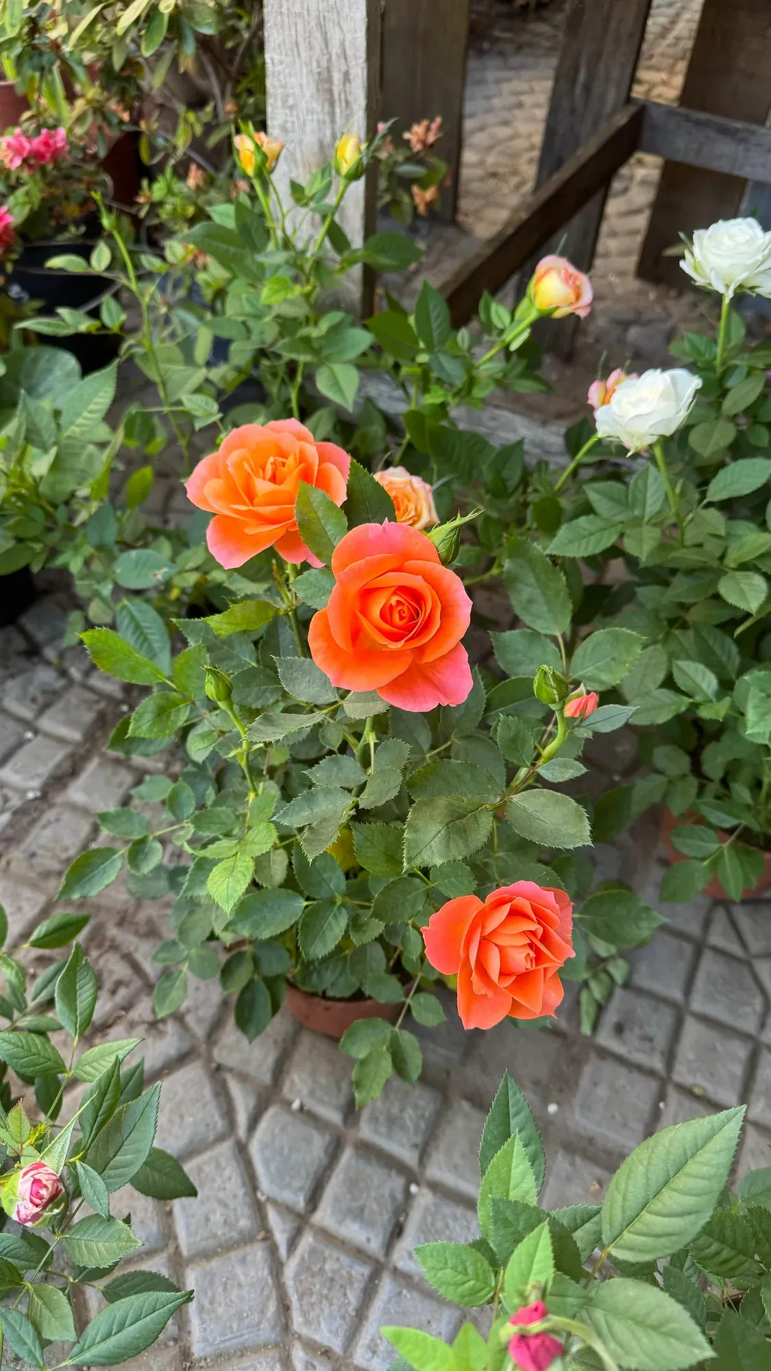 Rosas naranjas en flor en una maceta de Tu Vivero