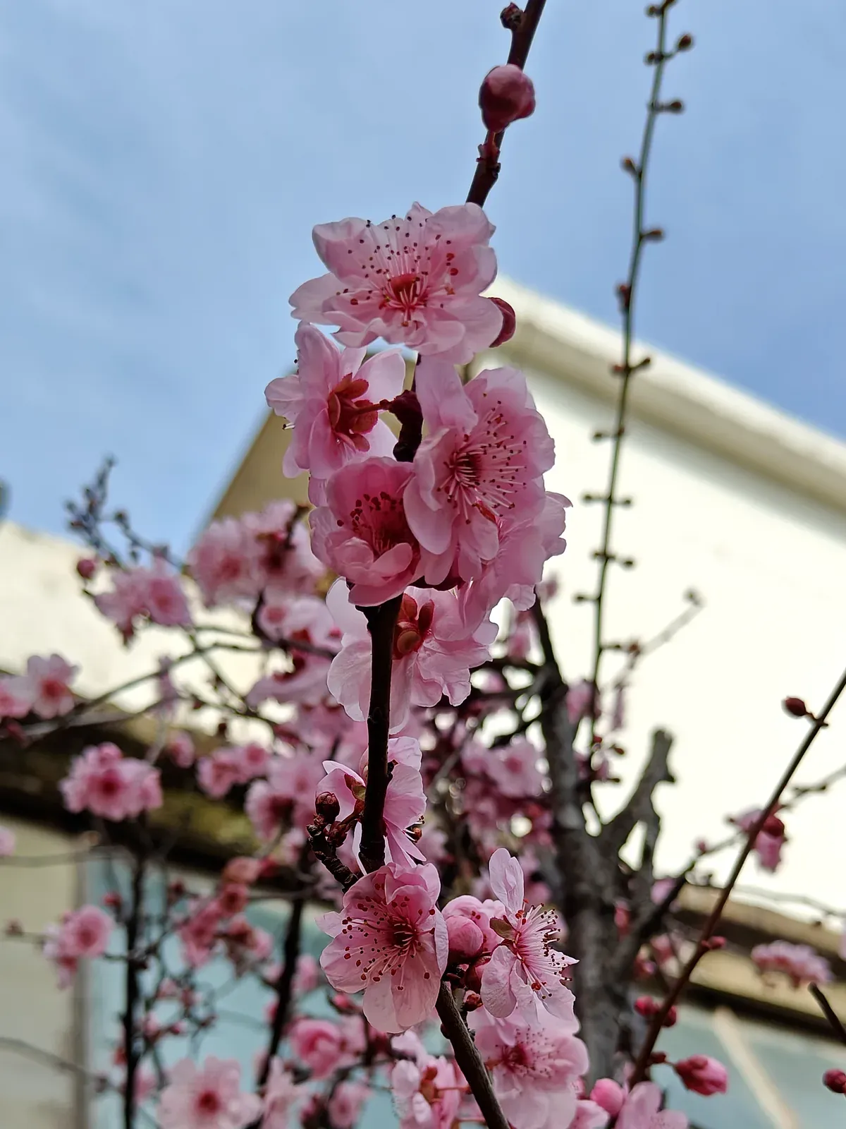 Sakura, el cerezo japonés, en plena floración rosada en Tu Vivero