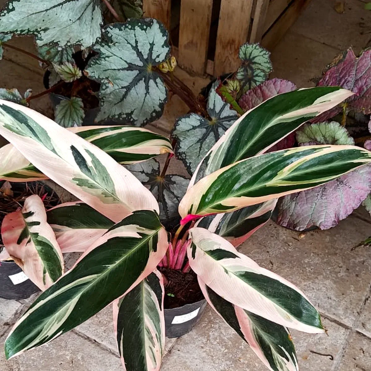 Stromanthe triostar de hojas variegadas en rosa, crema y verde, con begonias de fondo, en Tu Vivero
