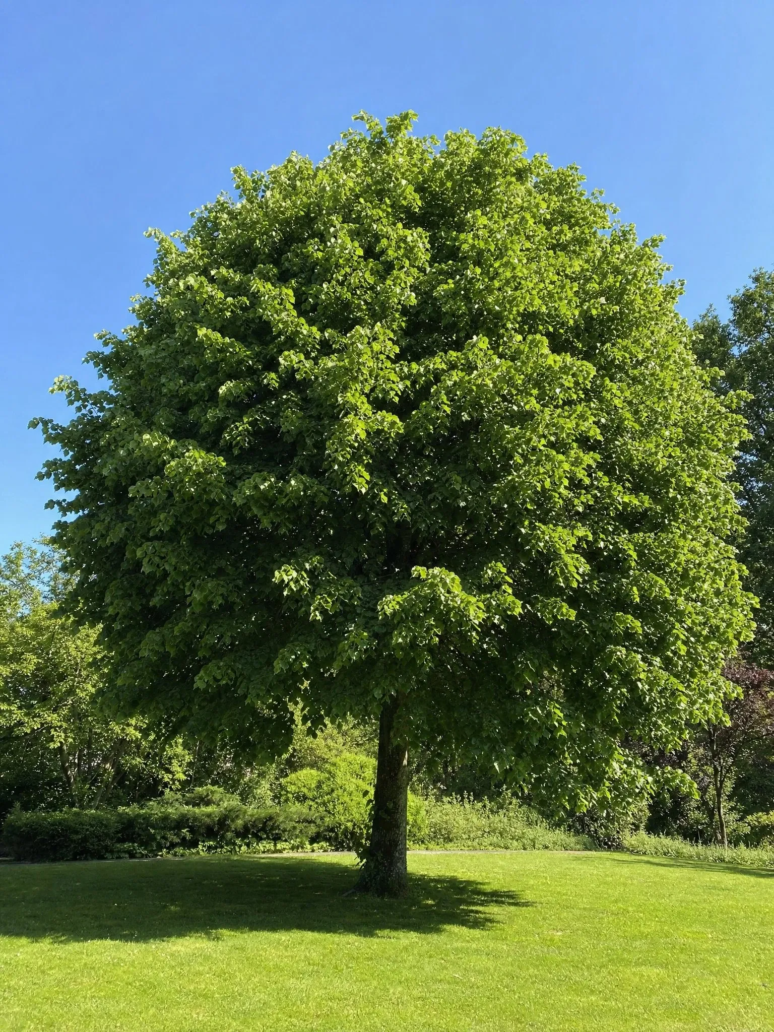 Tilo de gran copa, árbol de sombra y flores perfumadas (imagen de referencia)