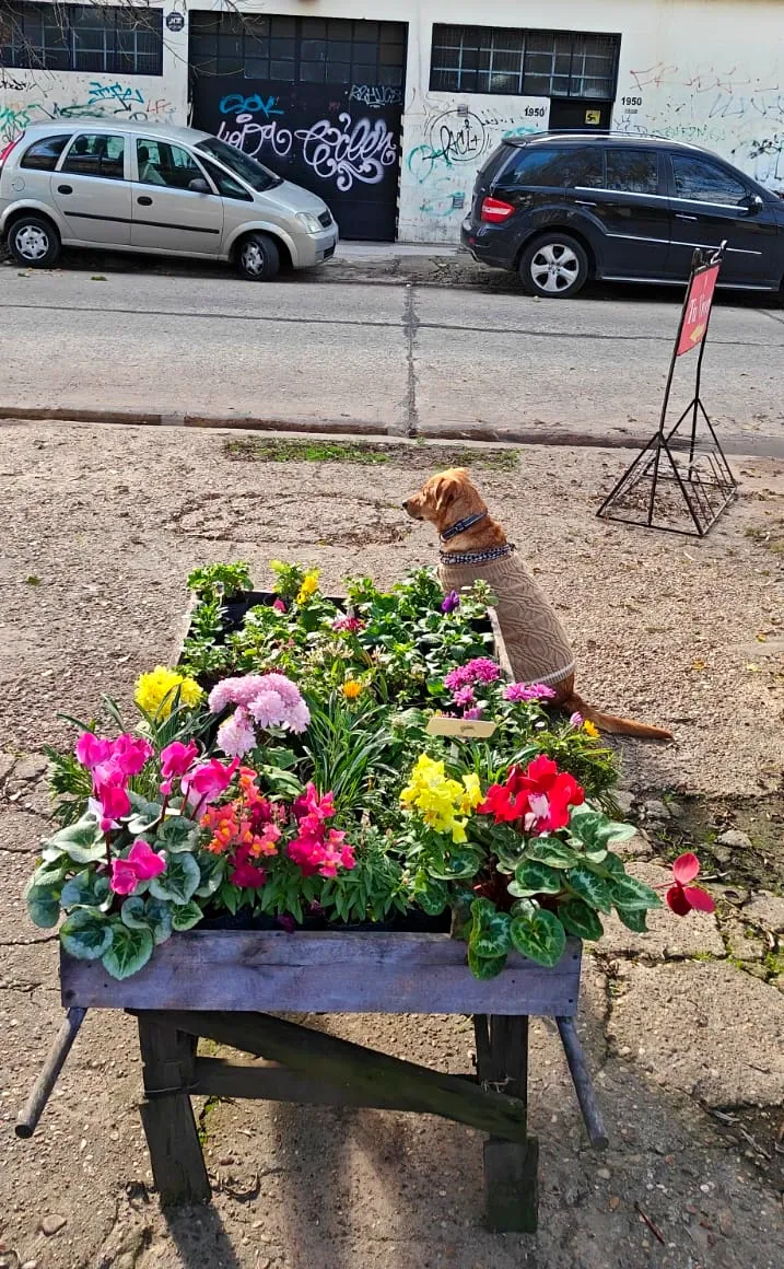 Tony, el perro de Tu Vivero, cuidando la entrada del local entre las flores
