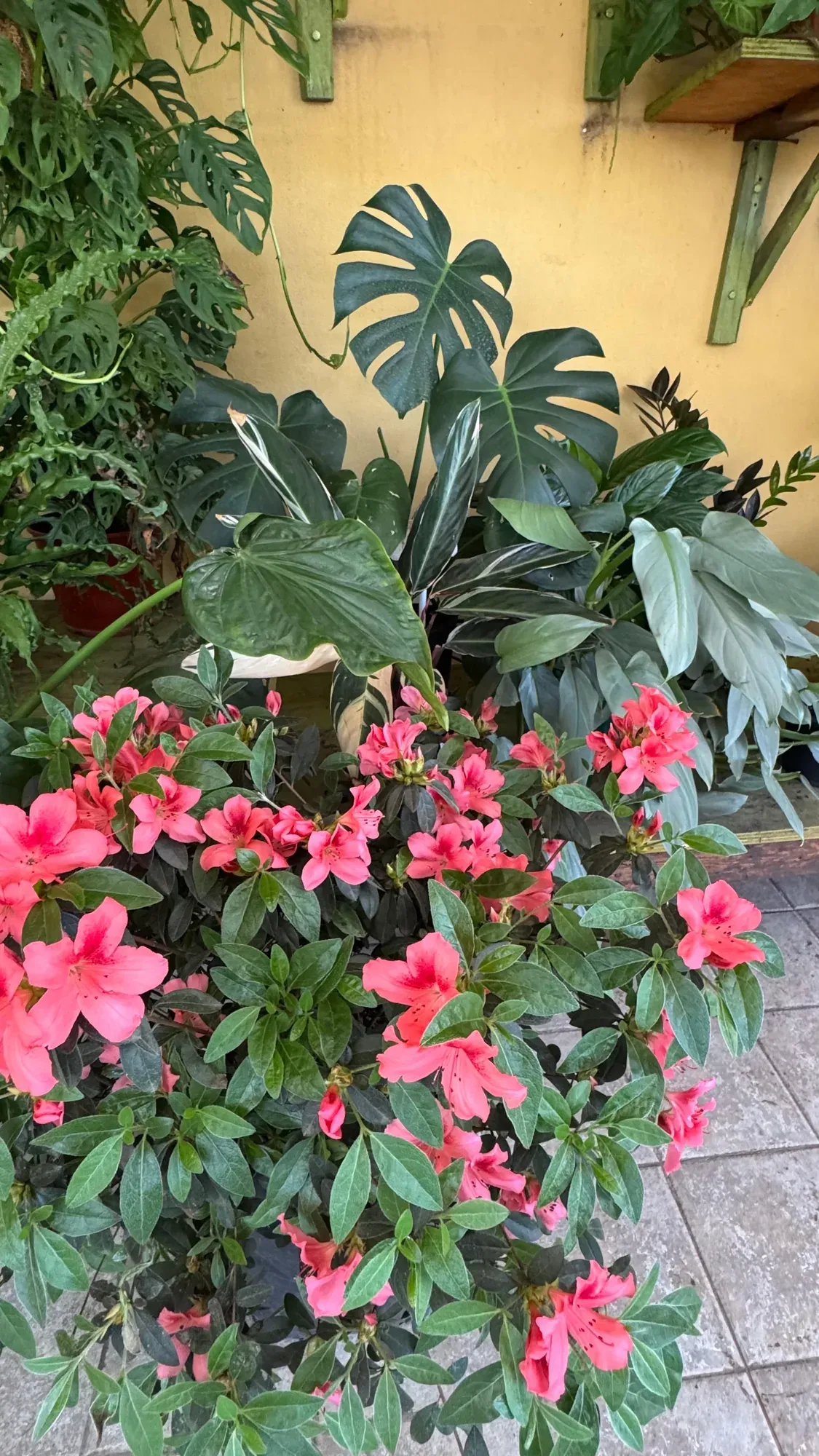 Monstera y azaleas en el sector tropical del vivero