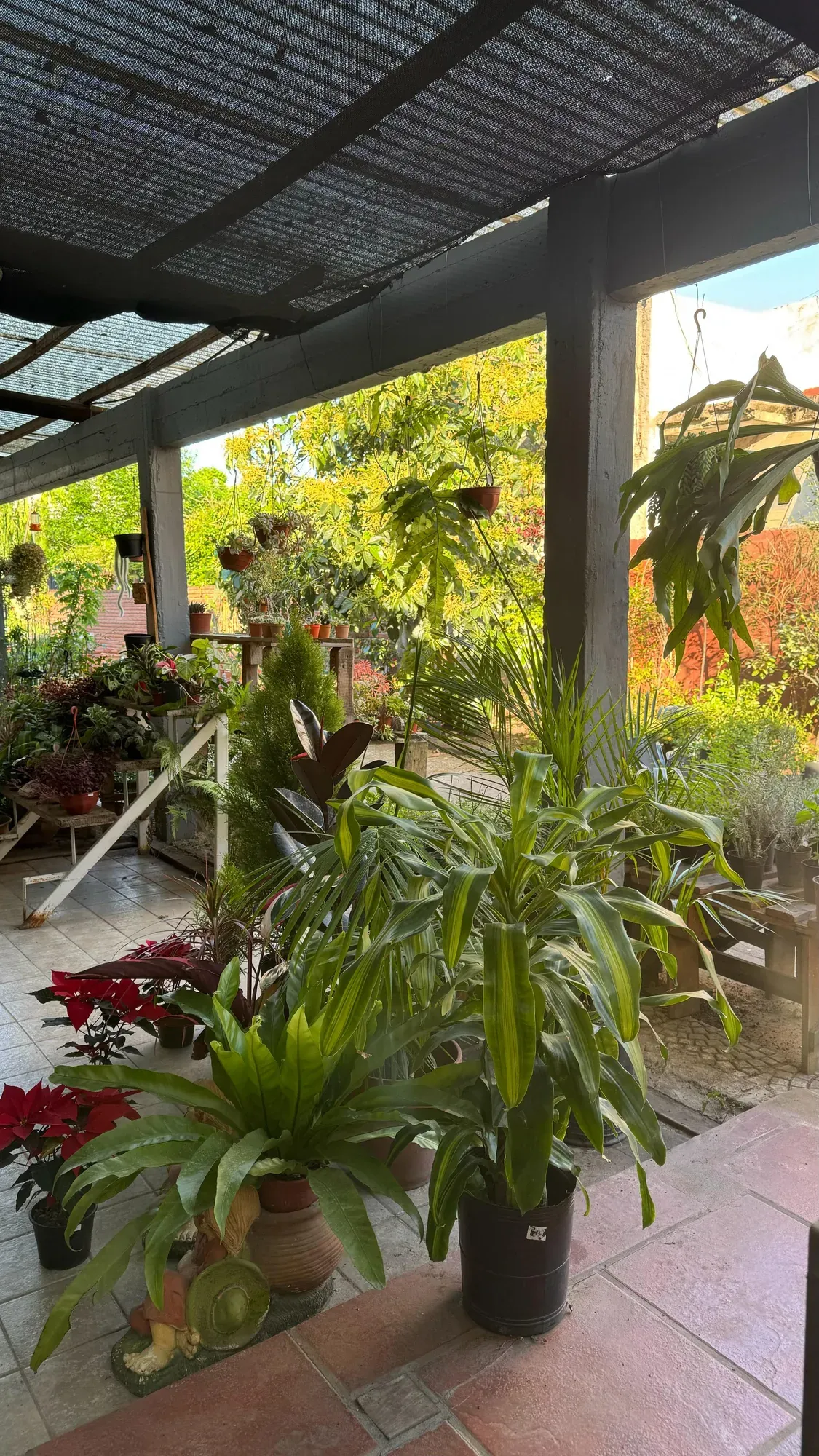 El sector de media sombra del vivero, con helechos y plantas de interior en macetas